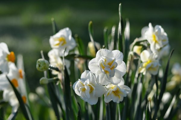 Первоцветы луковичные желтые