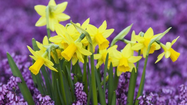 Лесной Нарцисс