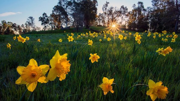 Нарцисс спринг Сан