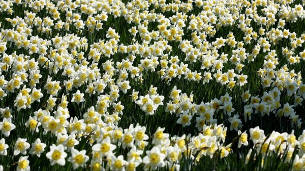Нарциссы Шикотан