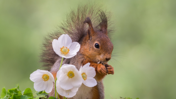 Белочка с цветочком