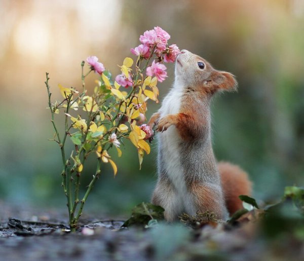 Природа и животные