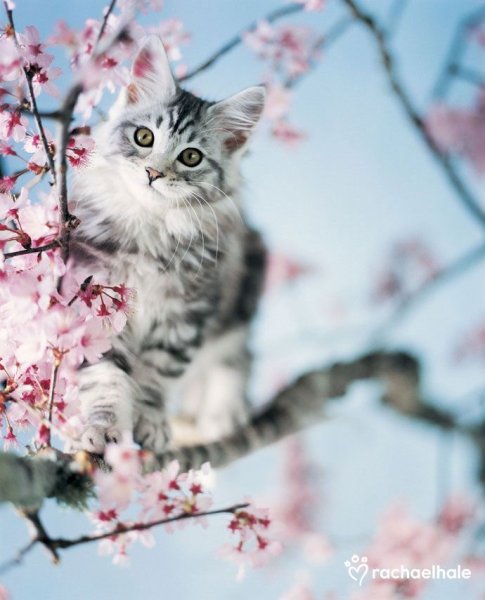 Весенние кошки