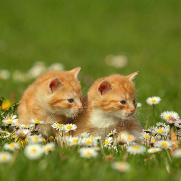 Коты на природе