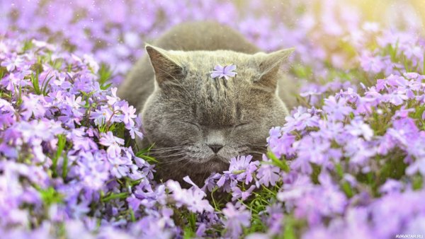 Кошки весной