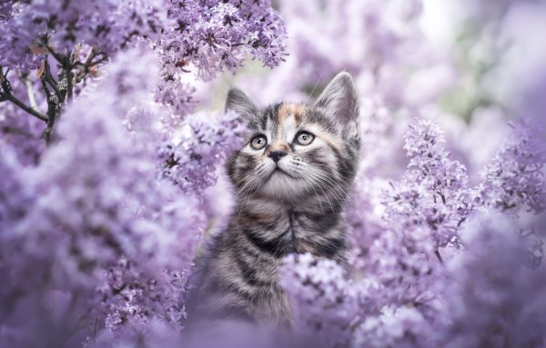 Фиолетовый котик