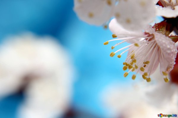 Spring надпись