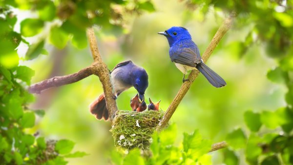 Природа птицы