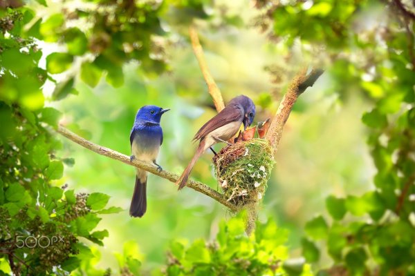 Природа птицы