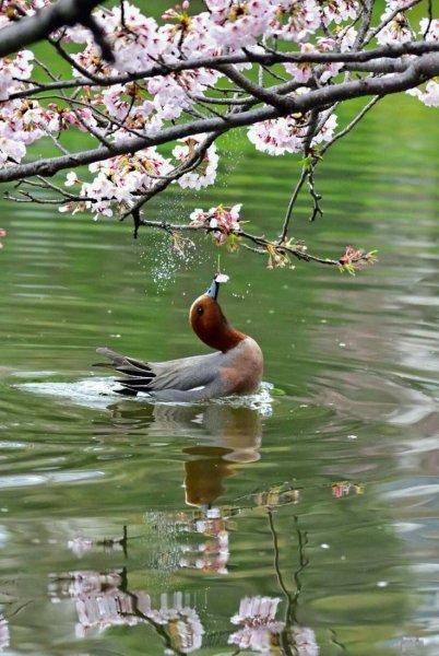 Весна птицы