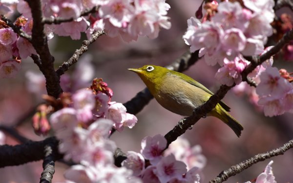 Весна птицы