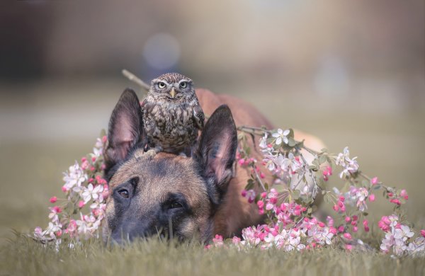 Весна животные