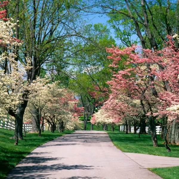 В частный сад Maple Glen