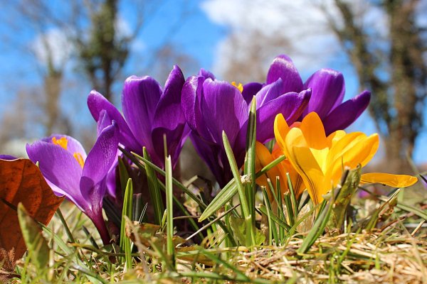 Весна тюльпаны