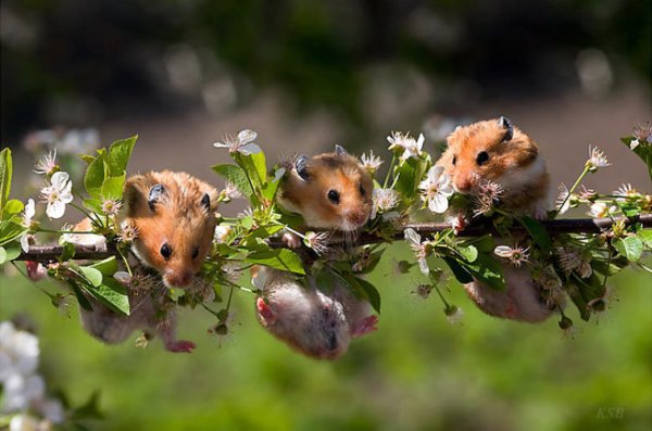 Забавные животные весной