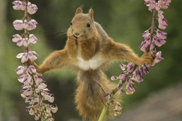 Летняя крыса