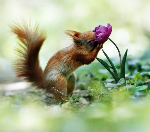 Весеннее Пробуждение животных