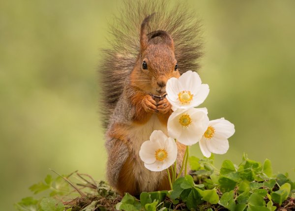 Дик Ван Дуйн суслик