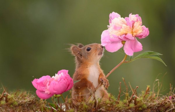 Кошка радуется весне