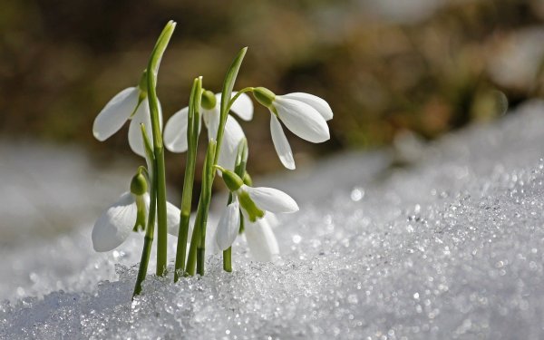 Цветы подснежники