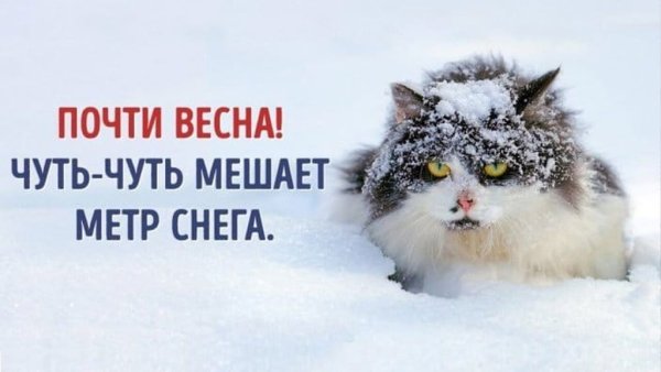 Весенний котик