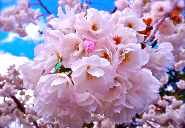 Птицы весной