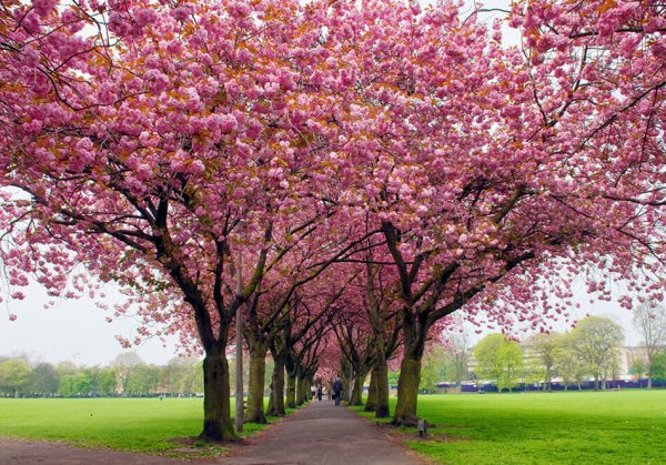 Весна животные