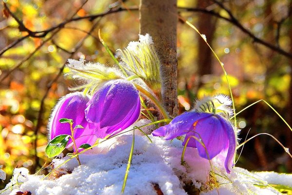 Природа веса