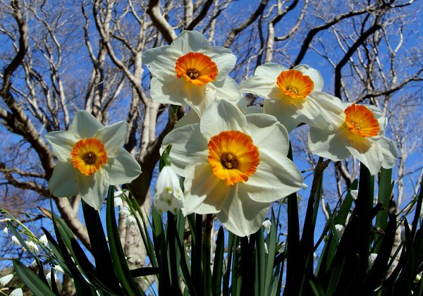 Нарцисс Sunny Spring