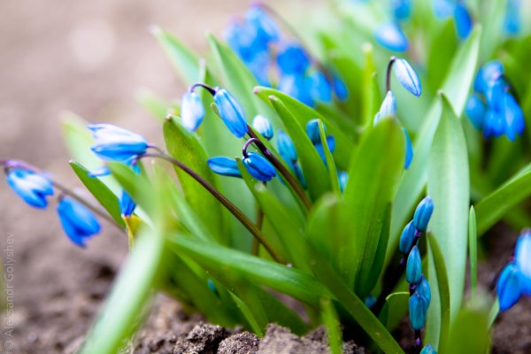 Байчечекей PNG