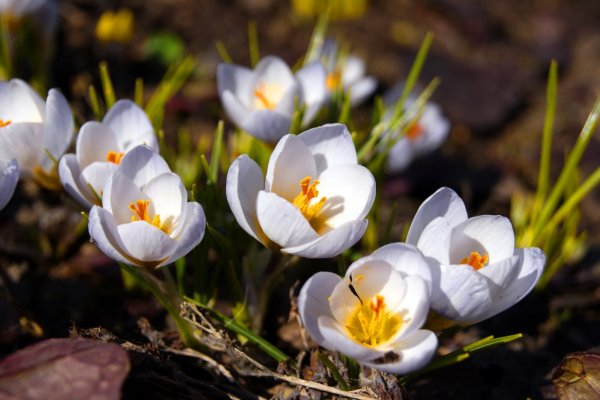 Весенние цветы