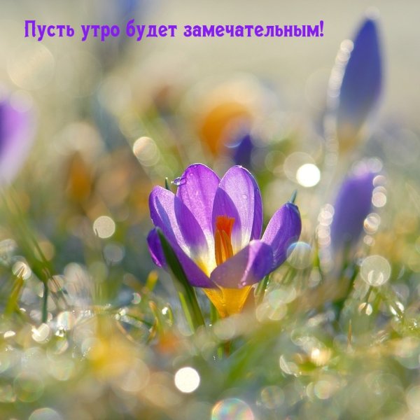 Весеннее утро