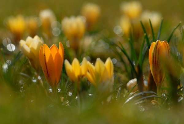 Солнечного весеннего утра