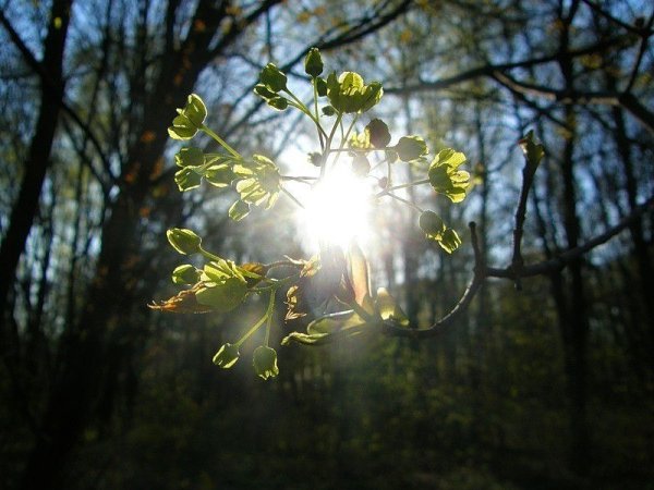 Лучи утреннего солнца
