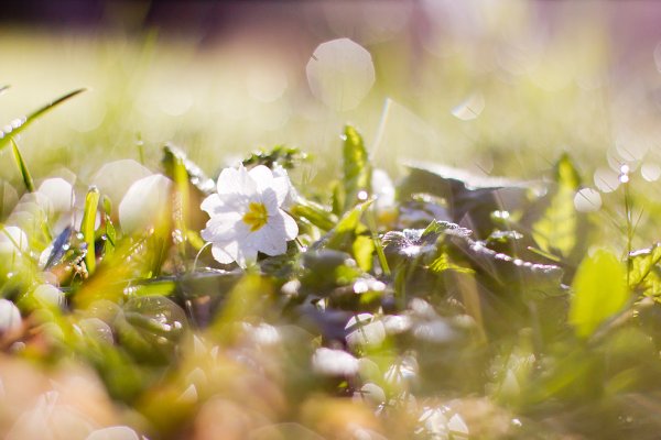 Весенний рассвет