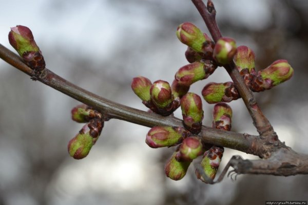 Набухают почки на деревьях