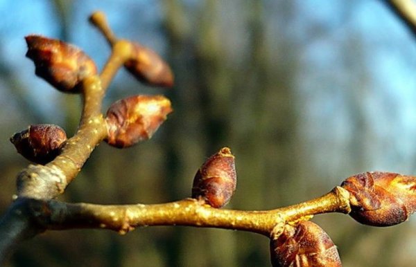 Бруньки липы