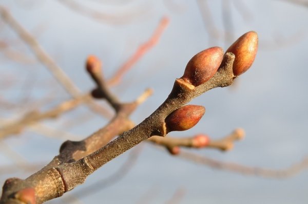 Почки на деревьях