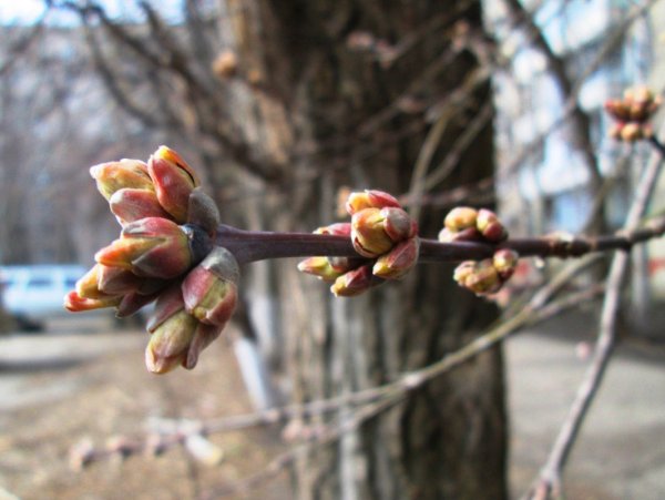 Набухают почки на деревьях