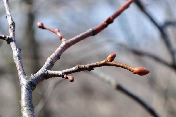 Почки на деревьях