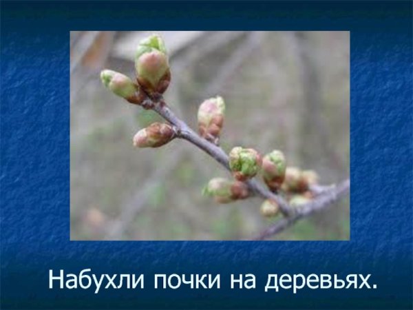 Набухают почки на деревьях