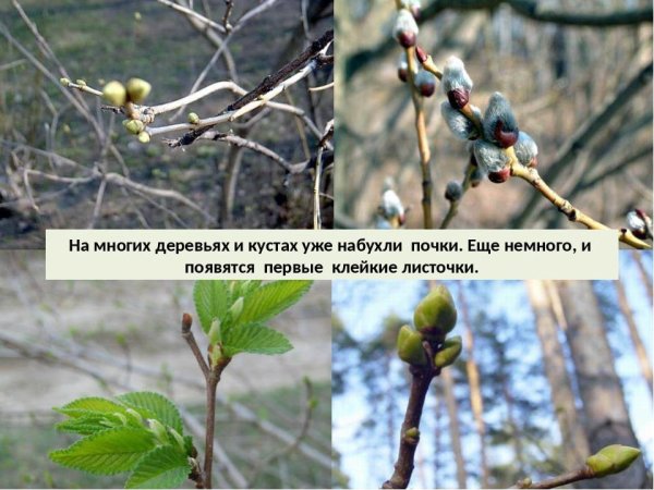 Набухают почки на деревьях