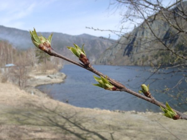 Ранняя Весна почки на деревьях
