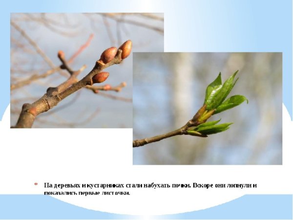 Набухают почки на деревьях