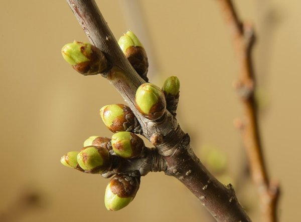 Веточка с набухшими почками