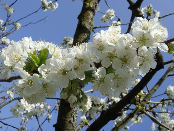 Malus цветы