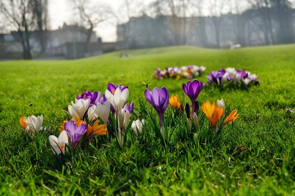 Красивая природа весной