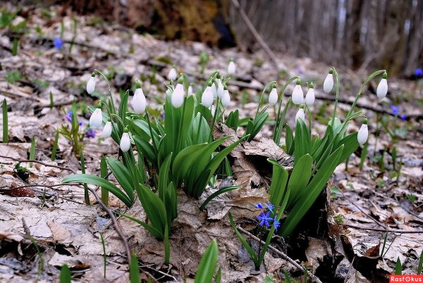 Ранняя Весна в деревне
