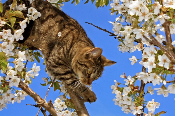 Природа весной