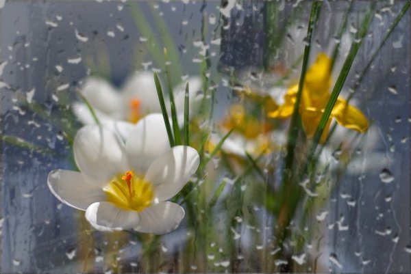 Весенние цветы на подоконнике